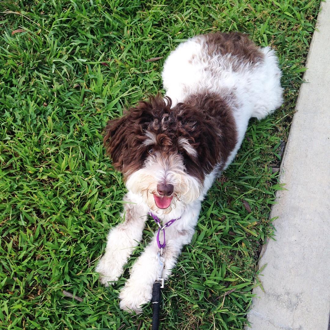 smeraglia's teddy bear schnoodles
